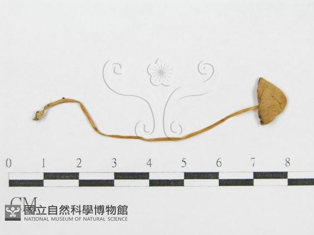 登錄號:F0004755藏品圖，第1張