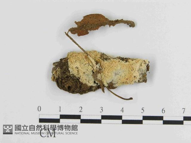 登錄號:F0014755藏品圖，第1張