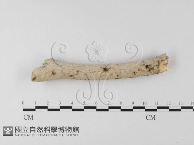 登錄號:F0022755藏品圖，第1張