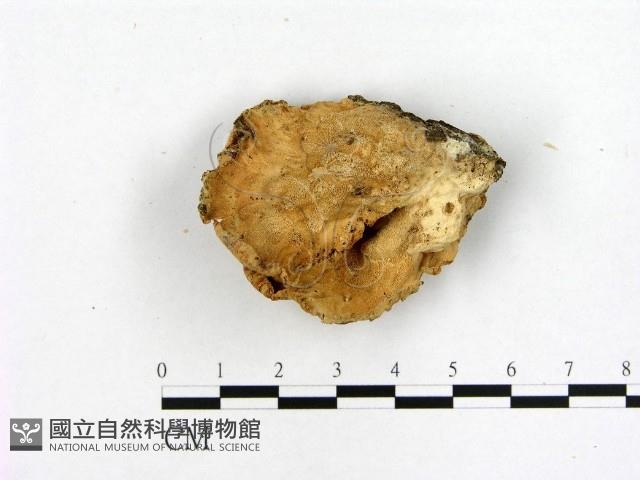 登錄號:F0002755藏品圖，第1張