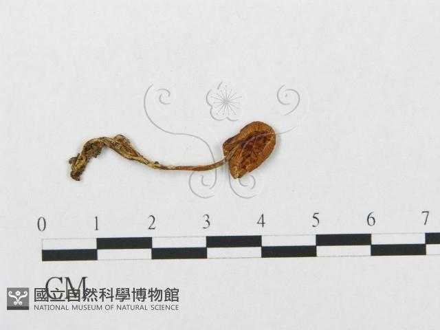 登錄號:F0012755藏品圖，第1張