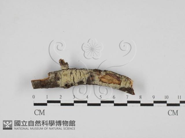 登錄號:F0027755藏品圖，第1張