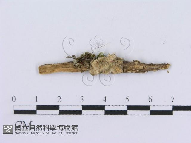 登錄號:F0007755藏品圖，第1張