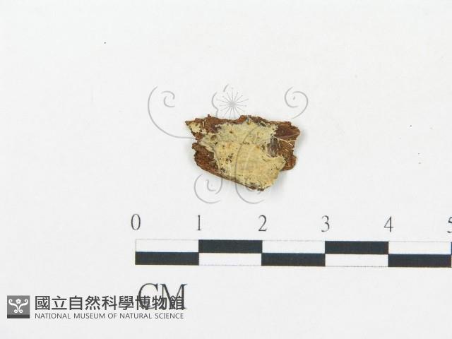 登錄號:F0017755藏品圖，第1張