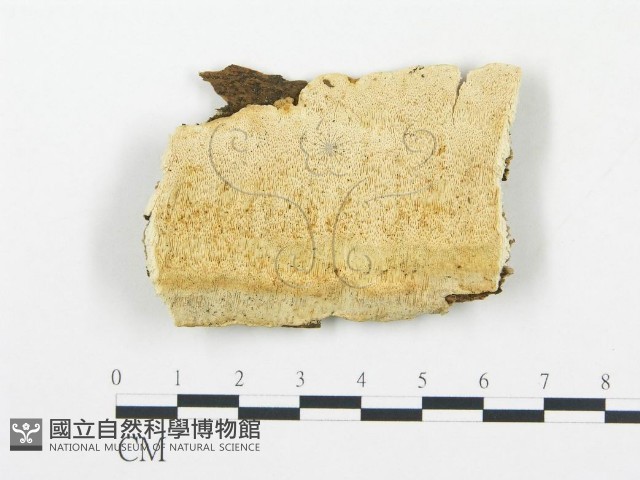 登錄號:F0005755藏品圖，第1張
