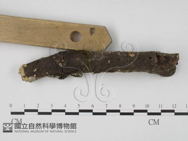 登錄號:F0009755藏品圖，第1張