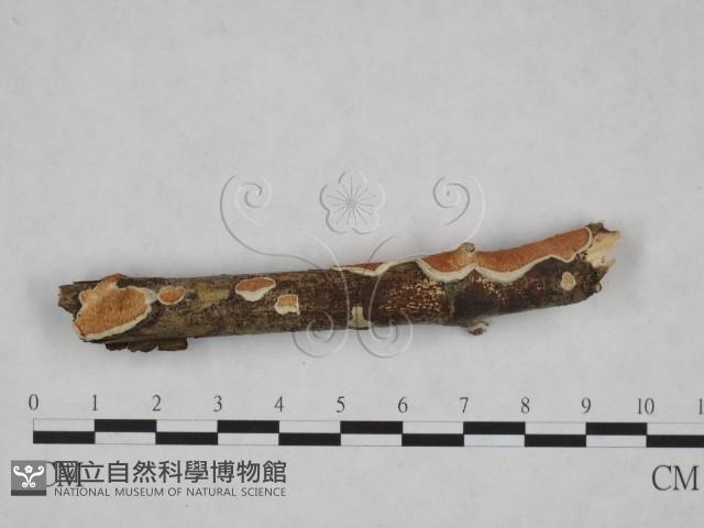 登錄號:F0023755藏品圖，第1張