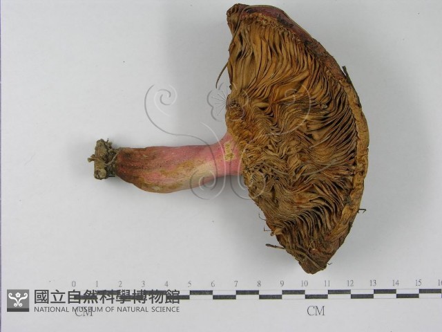 登錄號:F0003755藏品圖，第1張