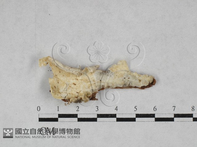 寡孔菌屬藏品圖，第1張