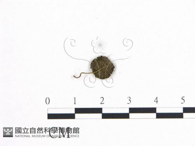 登錄號:F0008555藏品圖，第1張