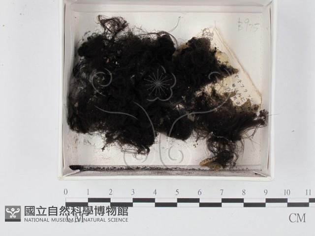 登錄號:F0020555藏品圖，第1張