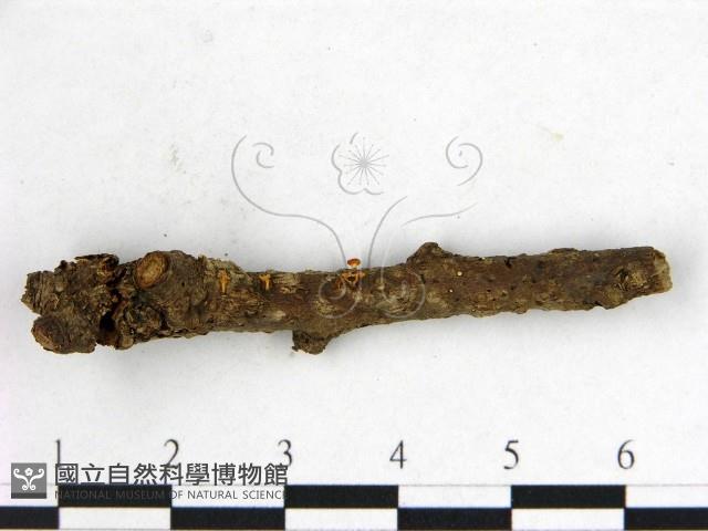 登錄號:F0000555藏品圖，第1張