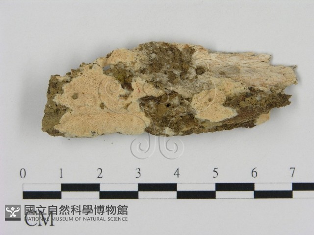 登錄號:F0010555藏品圖，第1張