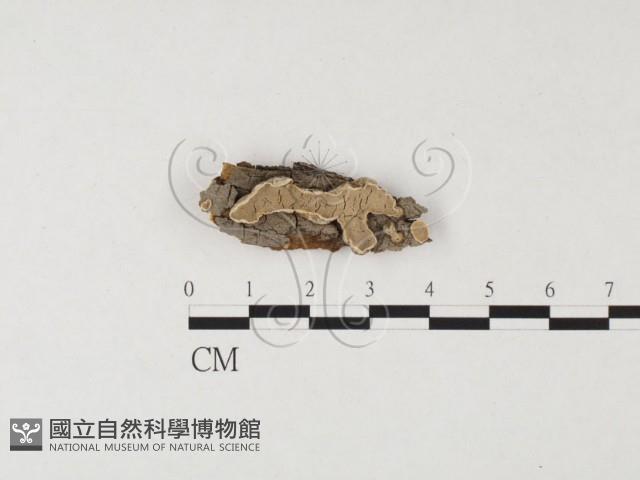 盤革菌屬藏品圖，第1張