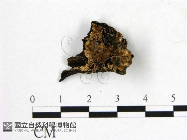 登錄號:F0006555藏品圖，第1張