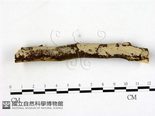 刺皮菌屬藏品圖，第1張