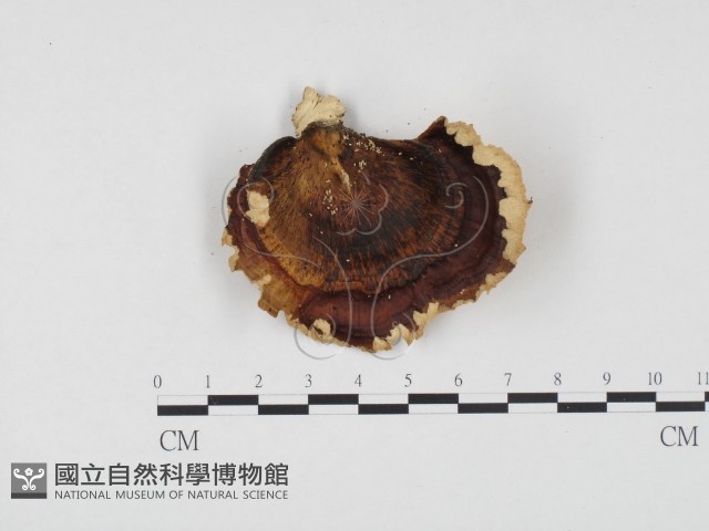 相鄰小孔菌藏品圖，第1張