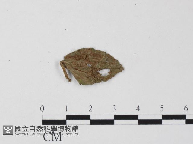 白粉病藏品圖，第1張