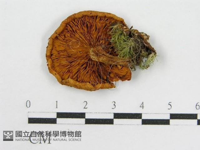 登錄號:F0014555藏品圖，第1張