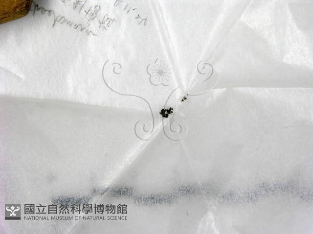 登錄號:F0022555藏品圖，第1張