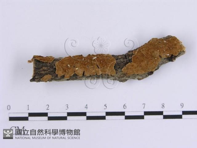 韌革菌屬藏品圖，第1張