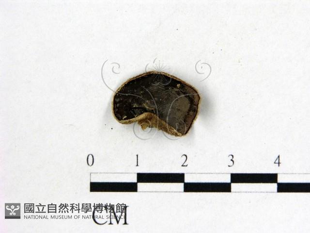 毛木耳藏品圖，第1張