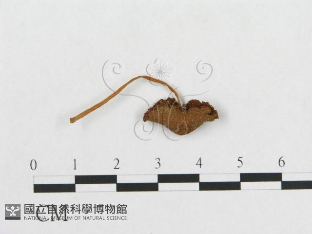 登錄號:F0007555藏品圖，第1張