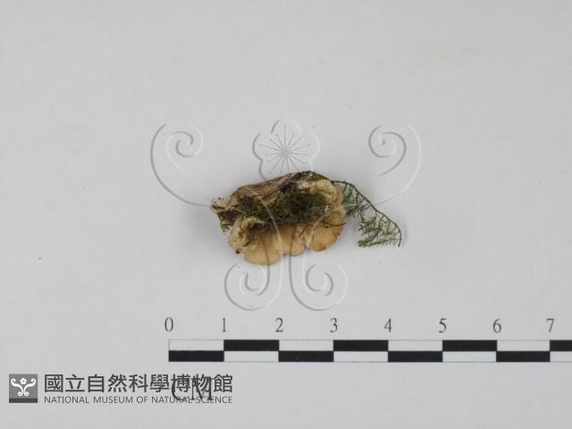 雲芝藏品圖，第1張