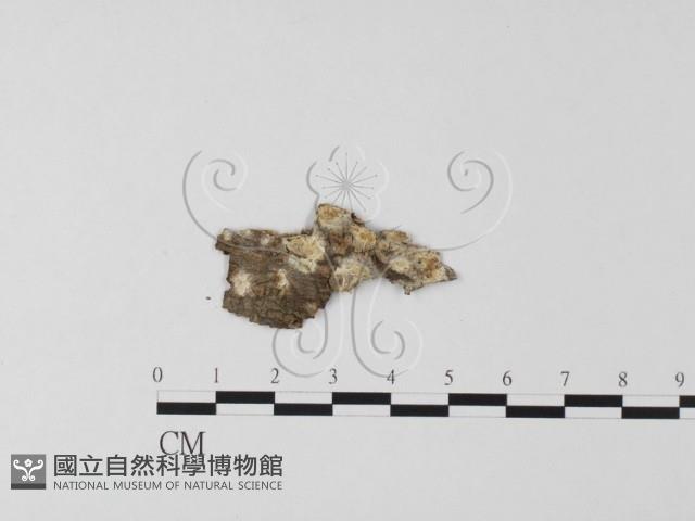 登錄號:F0025555藏品圖，第1張