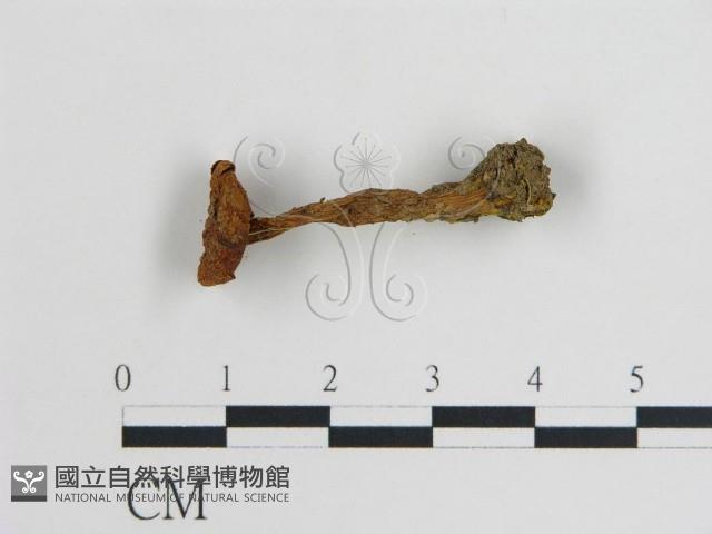 登錄號:F0005555藏品圖，第1張