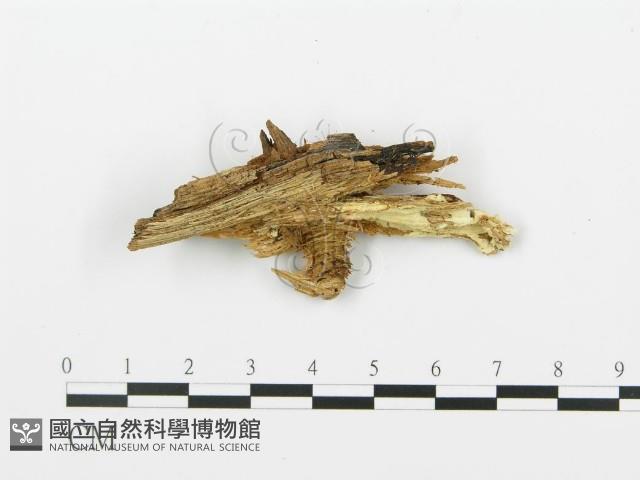 登錄號:F0009555藏品圖，第1張