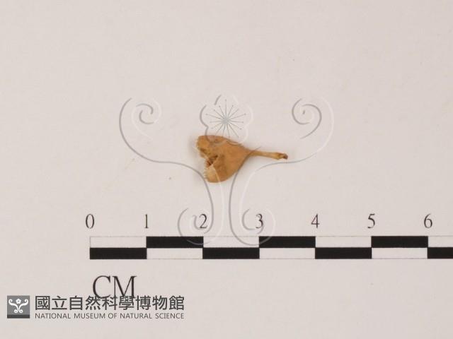 登錄號:F0019555藏品圖，第1張