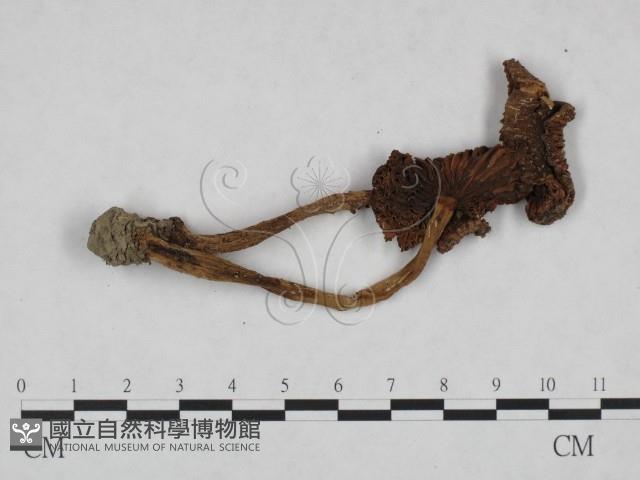 登錄號:F0023555藏品圖，第1張