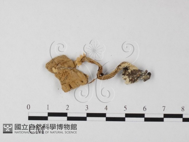 登錄號:F0003555藏品圖，第1張