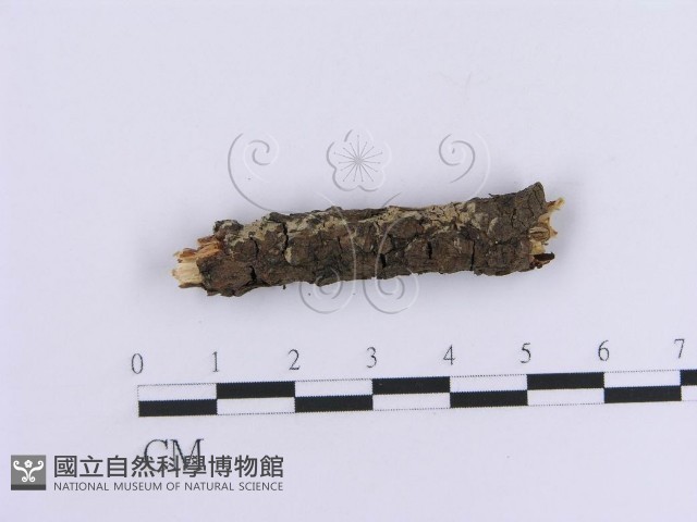 登錄號:F0013555藏品圖，第1張