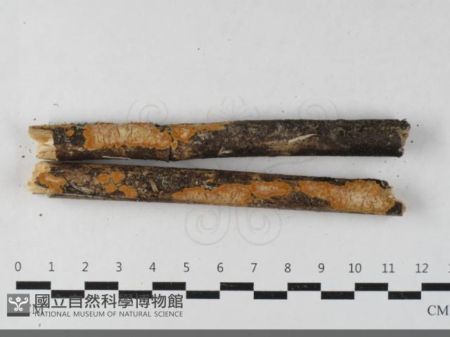 Accession Number:F0033555 Collection Image, Figure 1, Total 2 Figures