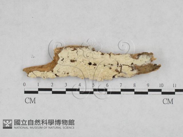 絲齒菌屬藏品圖，第1張