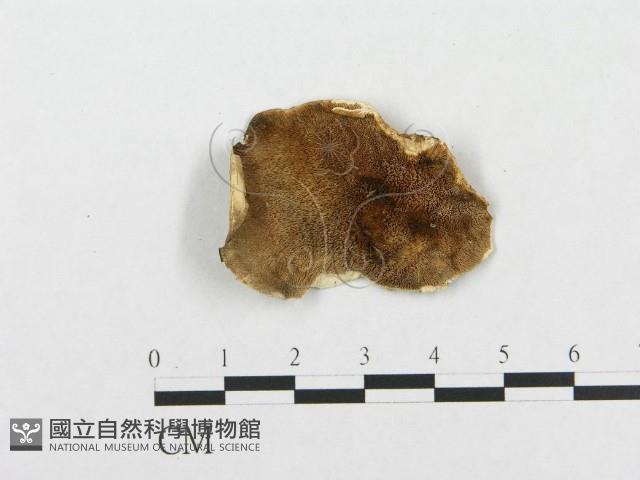 登錄號:F0008155藏品圖，第1張