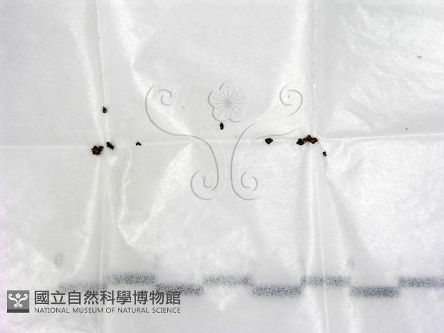 登錄號:F0000155藏品圖，第1張