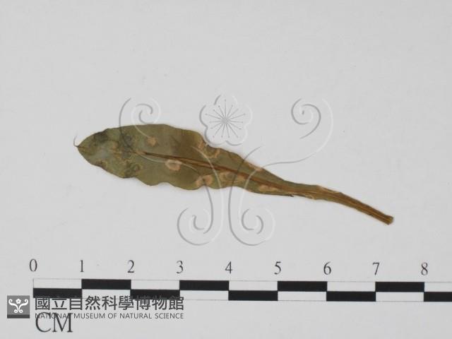 登錄號:F0010155藏品圖，第1張