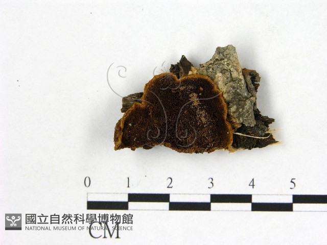 登錄號:F0006155藏品圖，第1張