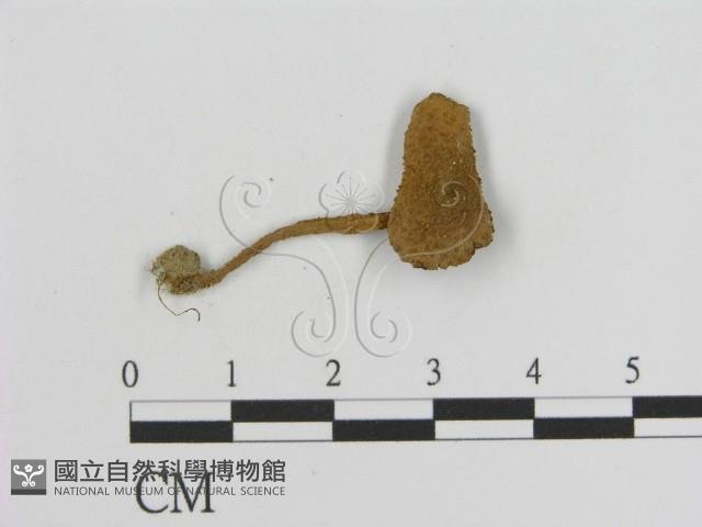 登錄號:F0016155藏品圖，第1張