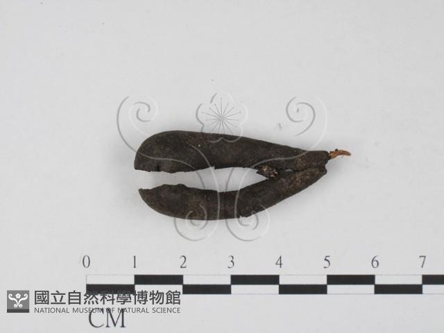 登錄號:F0001155藏品圖，第1張