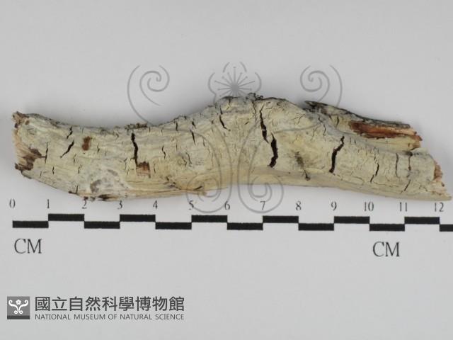登錄號:F0031155藏品圖，第1張