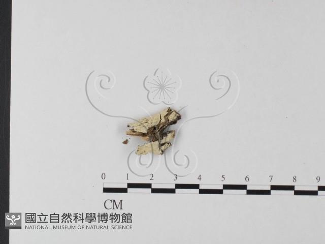 登錄號:F0004155藏品圖，第1張