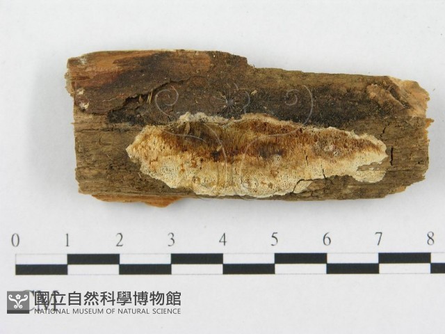 登錄號:F0014155藏品圖，第1張