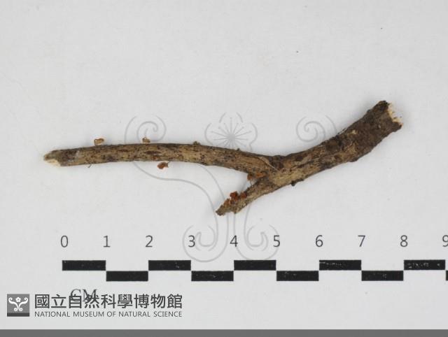 登錄號:F0034155藏品圖，第1張