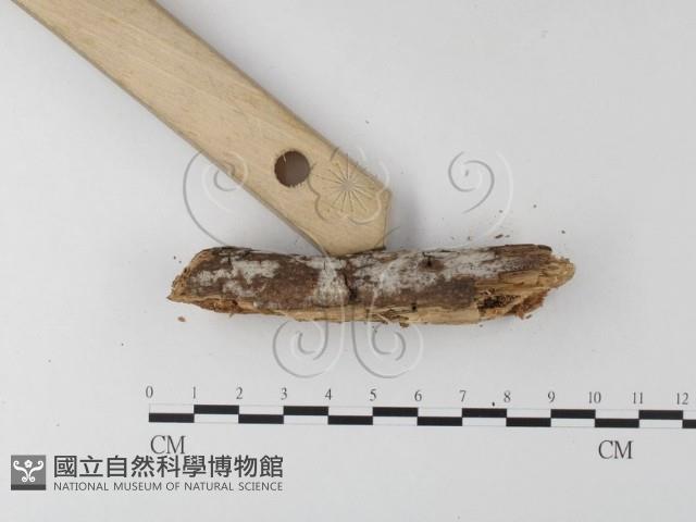 登錄號:F0022155藏品圖，第1張