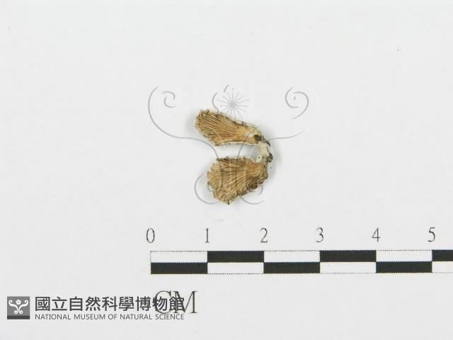裂褶菌藏品圖，第1張