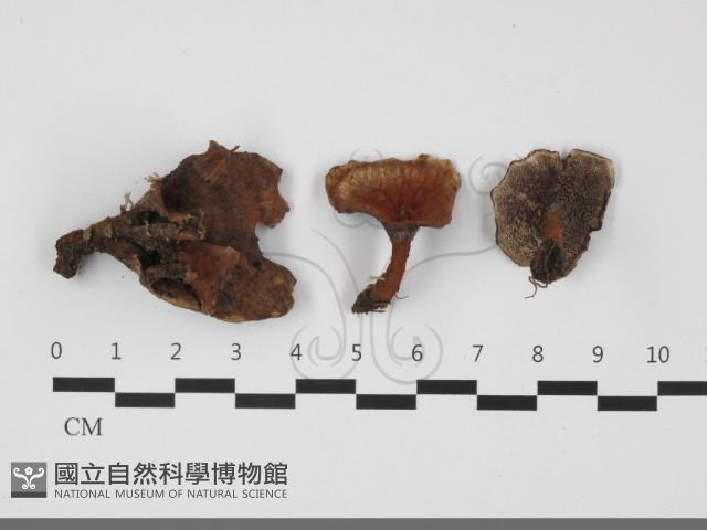 登錄號:F0032155藏品圖，第1張
